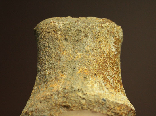 珍しい、白亜紀7000万年前のカメの爪化石2個セット!(その4)