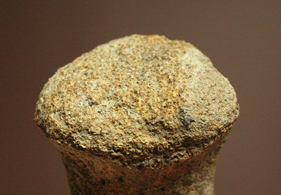 珍しい、白亜紀7000万年前のカメの爪化石2個セット!(その5)