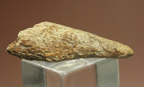 珍しい、白亜紀7000万年前のカメの爪化石2個セット！