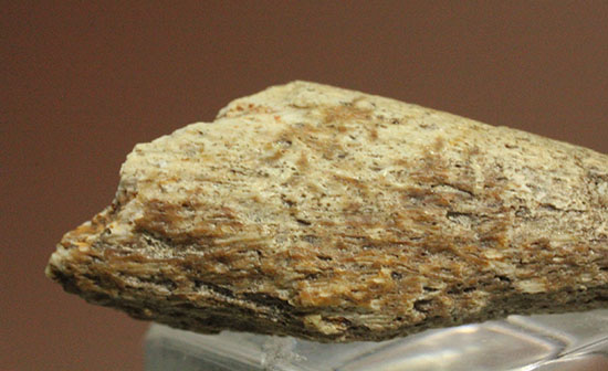 珍しい、白亜紀7000万年前のカメの爪化石2個セット!(その7)