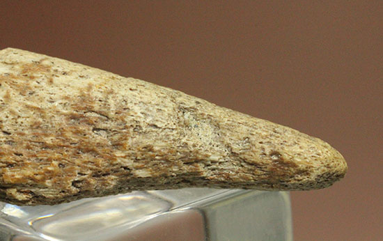 珍しい、白亜紀7000万年前のカメの爪化石2個セット!(その8)