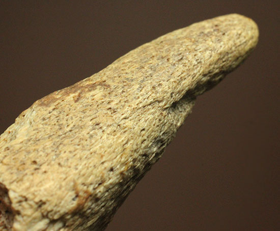 珍しい、白亜紀7000万年前のカメの爪化石2個セット!(その9)