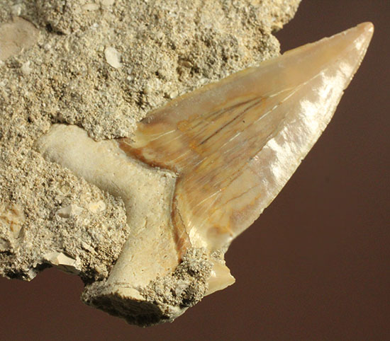 古代サメ・オトダス歯化石(Otodus obliqqus)