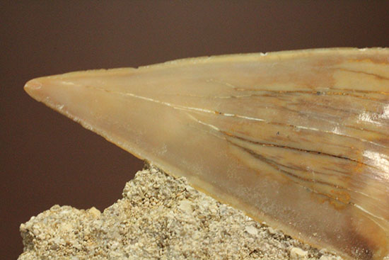 古代サメ・オトダス歯化石(Otodus obliqqus)半３Dクリーニングです！（その10）