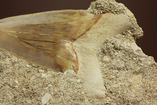 古代サメ・オトダス歯化石(Otodus obliqqus)半３Dクリーニングです！（その11）