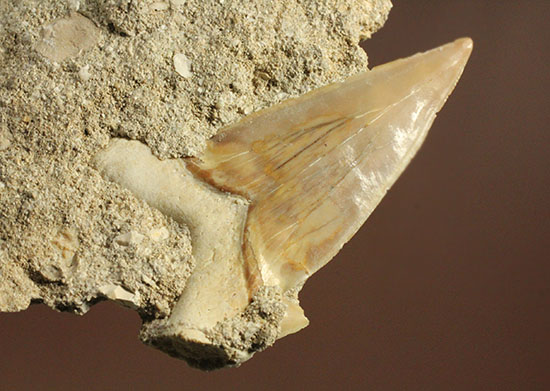 古代サメ・オトダス歯化石(Otodus obliqqus)半３Dクリーニングです！（その2）