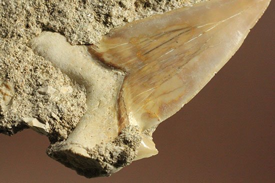 古代サメ・オトダス歯化石(Otodus obliqqus)半３Dクリーニングです！（その5）