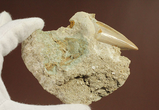 古代サメ・オトダス歯化石(Otodus obliqqus)半３Dクリーニングです！（その6）