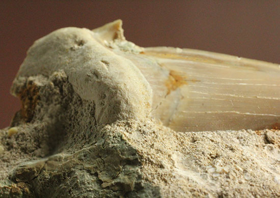 古代サメ・オトダス歯化石(Otodus obliqqus)半３Dクリーニングです！（その7）
