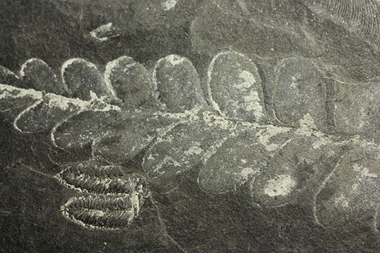 石炭紀シダ植物化石