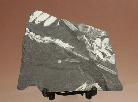石炭紀シダ植物化石