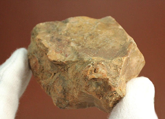 ピンクがかった断面にご注目！恐竜のウンチ化石コプロライト(Coprolite)（その1）
