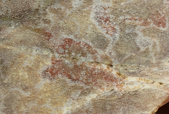 ピンクがかった断面にご注目！恐竜のウンチ化石コプロライト(Coprolite)（その10）