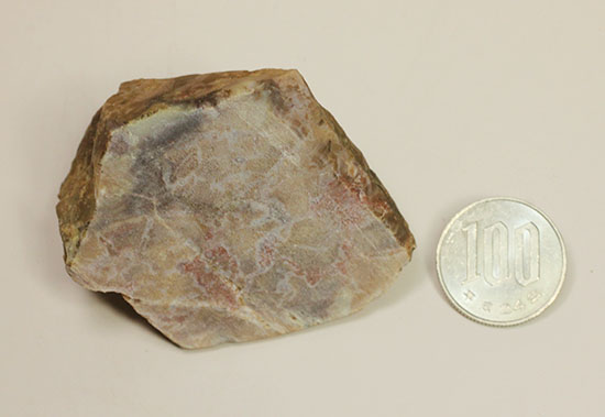 ピンクがかった断面にご注目！恐竜のウンチ化石コプロライト(Coprolite)（その11）