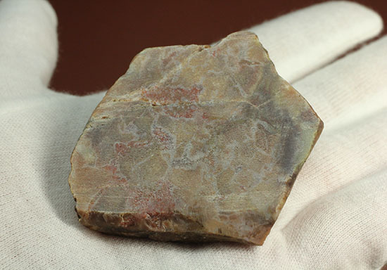 ピンクがかった断面にご注目！恐竜のウンチ化石コプロライト(Coprolite)（その3）