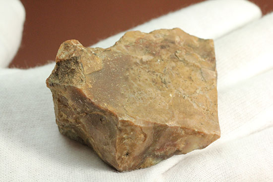 ピンクがかった断面にご注目！恐竜のウンチ化石コプロライト(Coprolite)（その5）