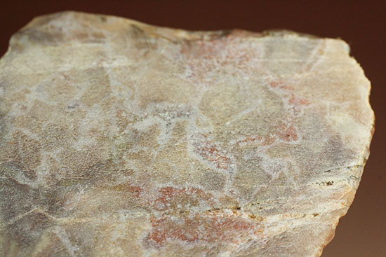 ピンクがかった断面にご注目！恐竜のウンチ化石コプロライト(Coprolite)