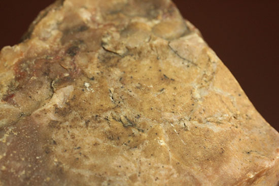 ピンクがかった断面にご注目！恐竜のウンチ化石コプロライト(Coprolite)（その8）