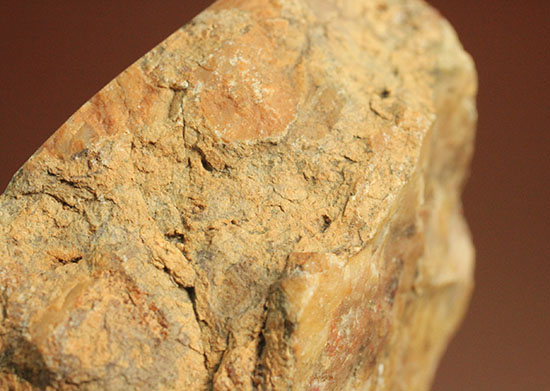 ピンクがかった断面にご注目！恐竜のウンチ化石コプロライト(Coprolite)（その9）