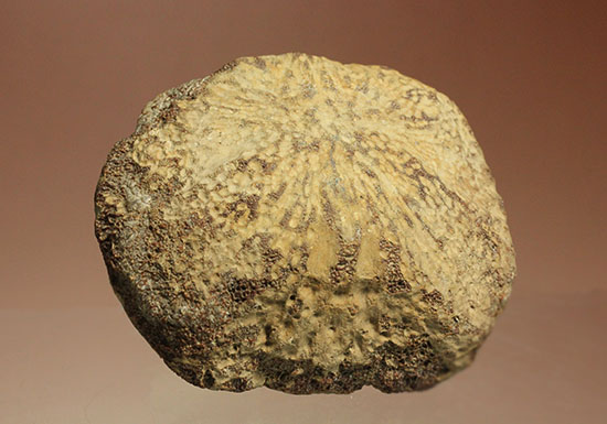 米国テキサス州ファニン郡産モササウルスの骨化石(Mosasaurus Bone)（その1）