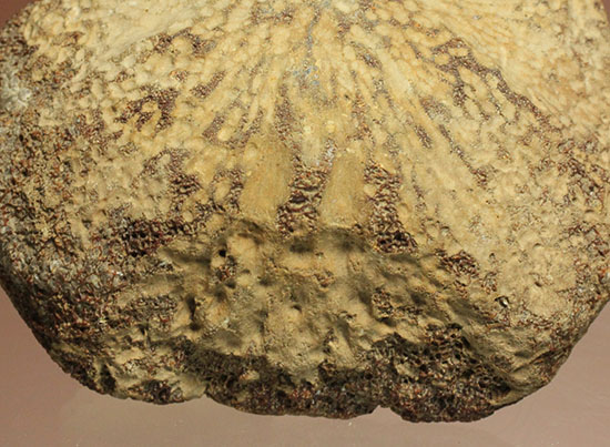 米国テキサス州ファニン郡産モササウルスの骨化石