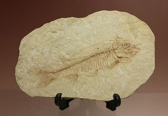 ワイオミング州産ニシン科魚化石ナイティア(Knightia)