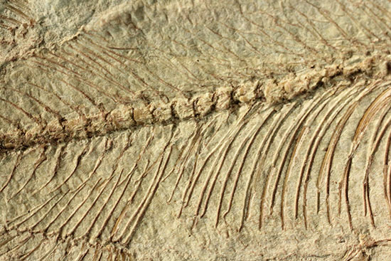 腹骨の鮮明さを見よ！ワイオミング州産ニシン科魚化石ナイティア(Knightia)（その11）