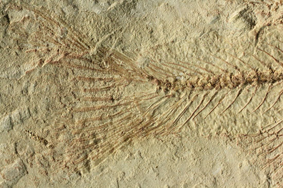 腹骨の鮮明さを見よ！ワイオミング州産ニシン科魚化石ナイティア(Knightia)（その12）