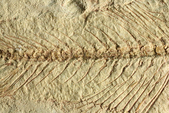 腹骨の鮮明さを見よ！ワイオミング州産ニシン科魚化石ナイティア(Knightia)（その13）