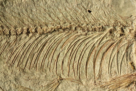 腹骨の鮮明さを見よ！ワイオミング州産ニシン科魚化石ナイティア(Knightia)（その14）