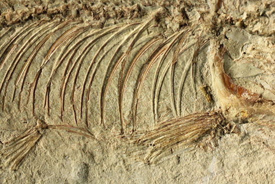 腹骨の鮮明さを見よ！ワイオミング州産ニシン科魚化石ナイティア(Knightia)（その15）