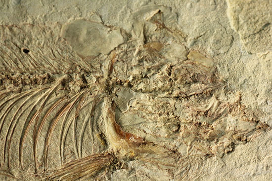腹骨の鮮明さを見よ！ワイオミング州産ニシン科魚化石ナイティア(Knightia)（その16）