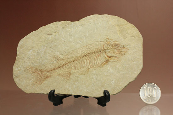 腹骨の鮮明さを見よ！ワイオミング州産ニシン科魚化石ナイティア(Knightia)（その17）