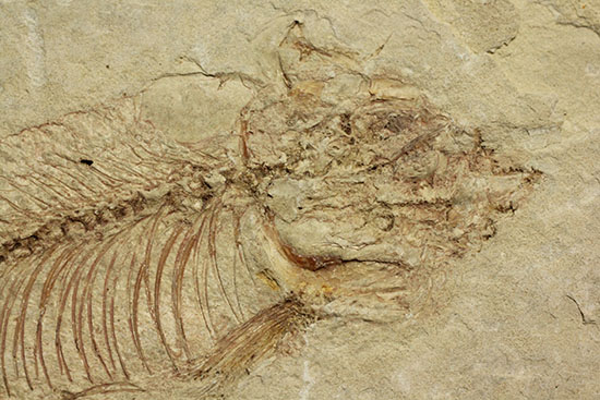 腹骨の鮮明さを見よ！ワイオミング州産ニシン科魚化石ナイティア(Knightia)（その2）