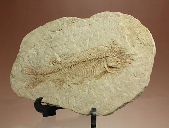 腹骨の鮮明さを見よ！ワイオミング州産ニシン科魚化石ナイティア(Knightia)（その6）