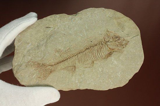 腹骨の鮮明さを見よ！ワイオミング州産ニシン科魚化石ナイティア(Knightia)（その8）