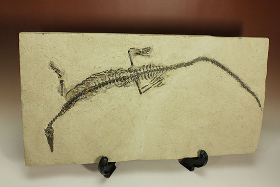 メソサウルスの標本
