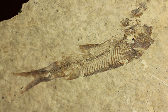 三畳紀の硬骨魚類の化石（その1）