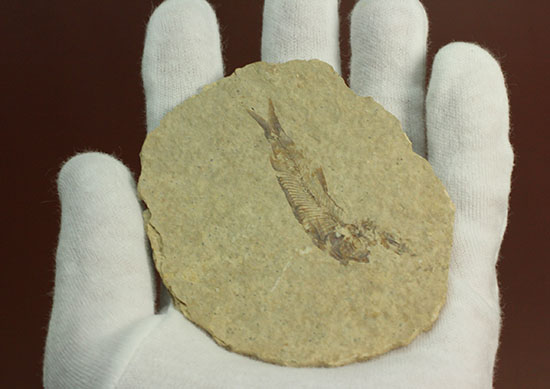 三畳紀の硬骨魚類の化石（その2）