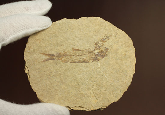 三畳紀の硬骨魚類の化石(その3)