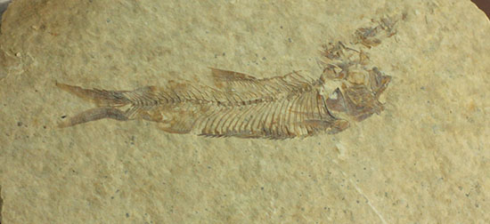 三畳紀の硬骨魚類の化石（その4）
