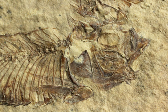三畳紀の硬骨魚類の化石(その5)