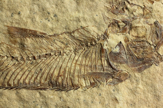 三畳紀の硬骨魚類の化石（その6）