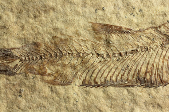 三畳紀の硬骨魚類の化石（その7）