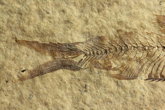 三畳紀の硬骨魚類の化石（その8）