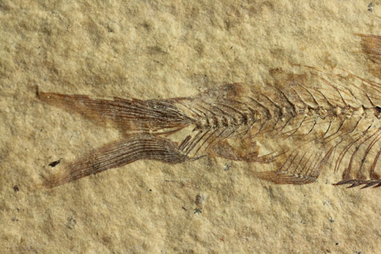 三畳紀の硬骨魚類の化石(その8)