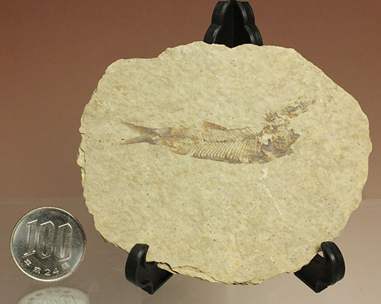三畳紀の硬骨魚類の化石(その9)