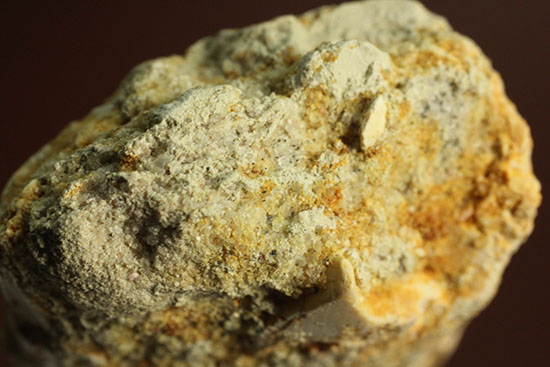 縦溝が保存!立派な大きさロングカーブ9センチの肉食恐竜スピノサウルスの歯化石(Spinosaurus)(その12)