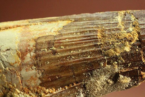 縦溝が保存!立派な大きさロングカーブ9センチの肉食恐竜スピノサウルスの歯化石(Spinosaurus)(その13)