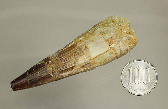 縦溝が保存!立派な大きさロングカーブ9センチの肉食恐竜スピノサウルスの歯化石(Spinosaurus)(その14)